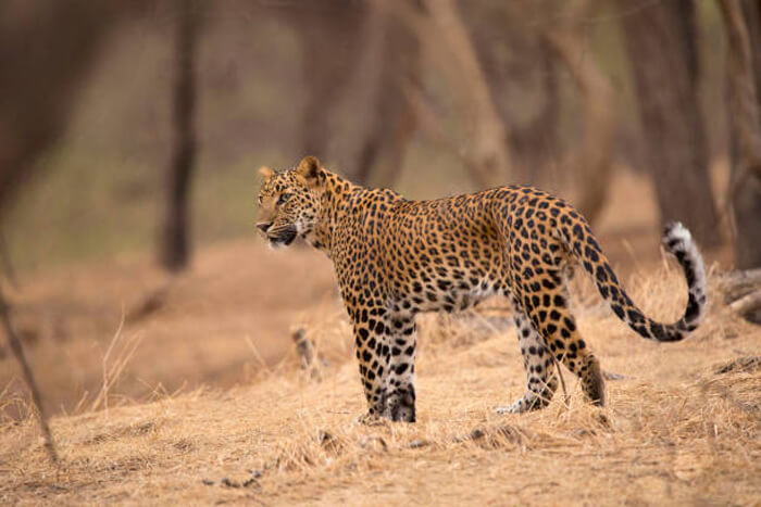 Kalesar National Park Haryana wildlife weekend from Delhi